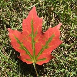 Meet your Posher, Chanh